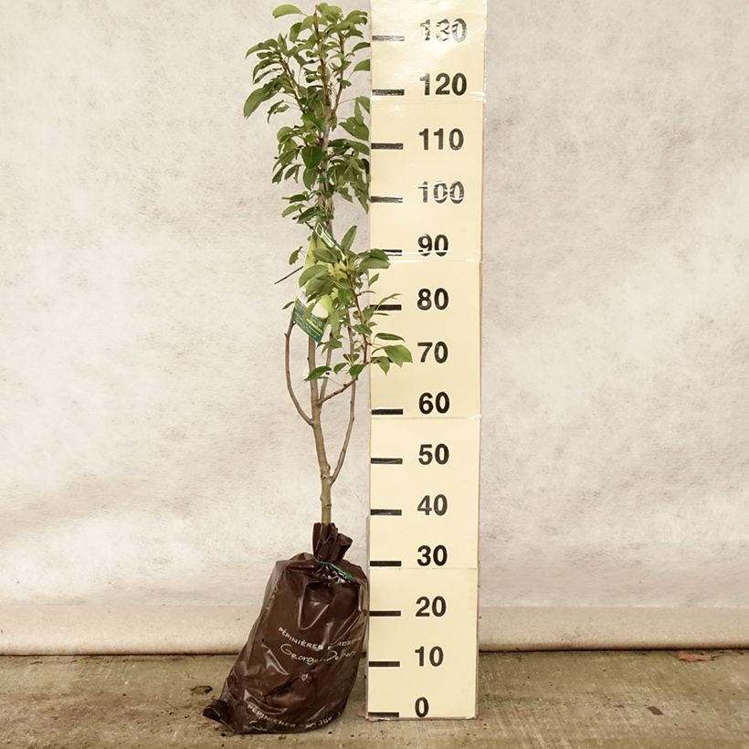 Exemplaar van Perenboom Fertilia Delbard Delbard Plantklare kluit, Kelkvormig zoals geleverd in de zomer