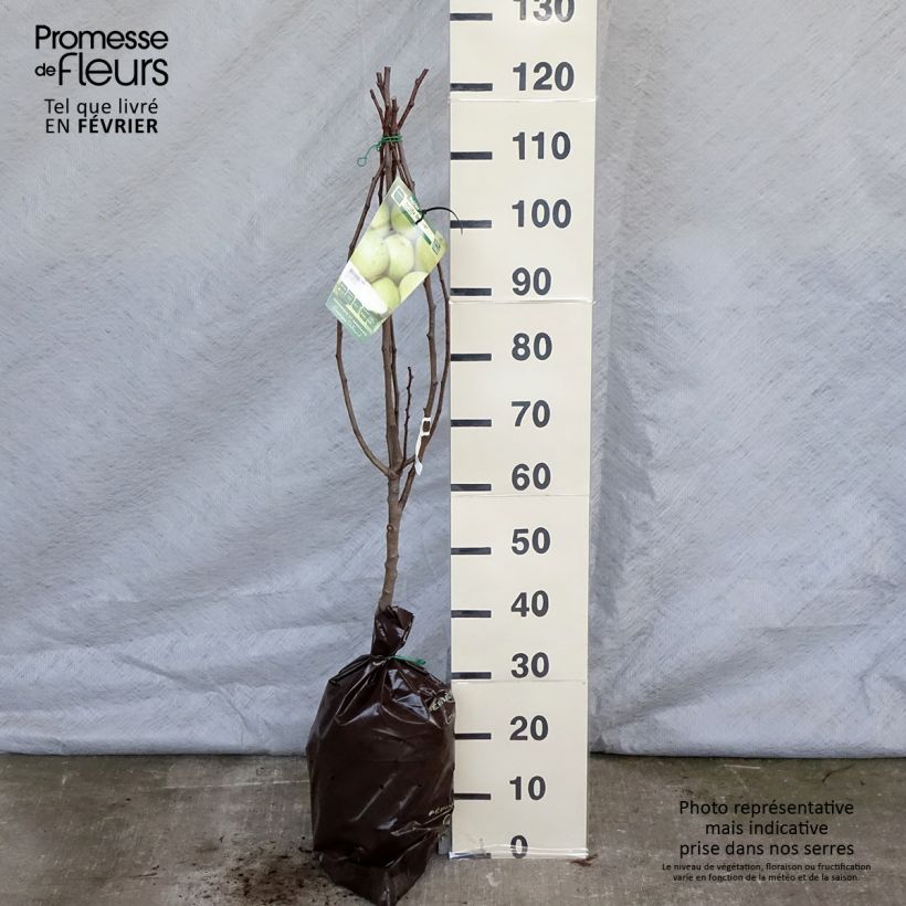 Exemplaar van Perenboom Fertilia Delbard Delbard Plantklare kluit, Kelkvormig zoals geleverd in de winter