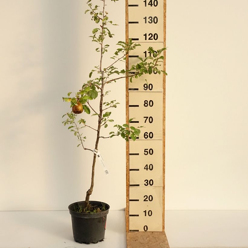 Exemplaar van Perenboom Generaal Leclerc Pot van 7,5 l/10 l, Onderstam zoals geleverd in de zomer