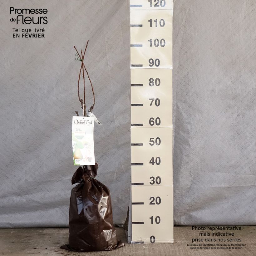 Exemplaar van Dwergperenboom Belle Hélène Georges Delbard Plantklare kluit, Kwartstam zoals geleverd in de winter