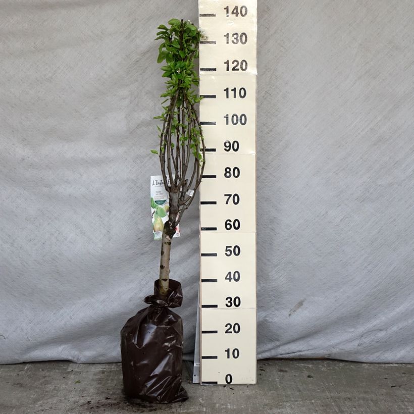 Exemplaar van Dwergperenboom Belle Hélène Georges Delbard Plantklare kluit, Kwartstam zoals geleverd in de lente