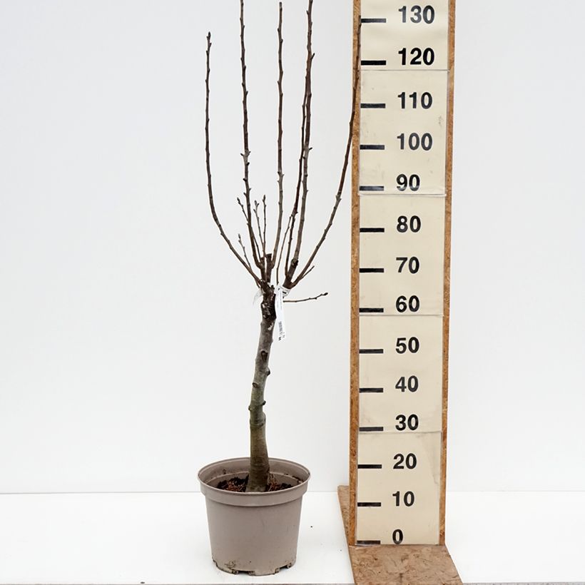 Exemplaar van Dwergperenboom Belle Hélène Georges Delbard Pot van 7,5 l/10 l, Kwartstam zoals geleverd in de winter