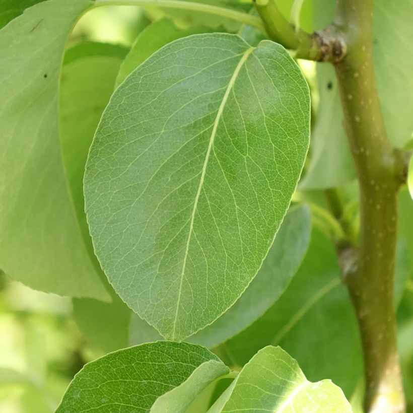 Zuilvormige perenboom Condo (Blad)