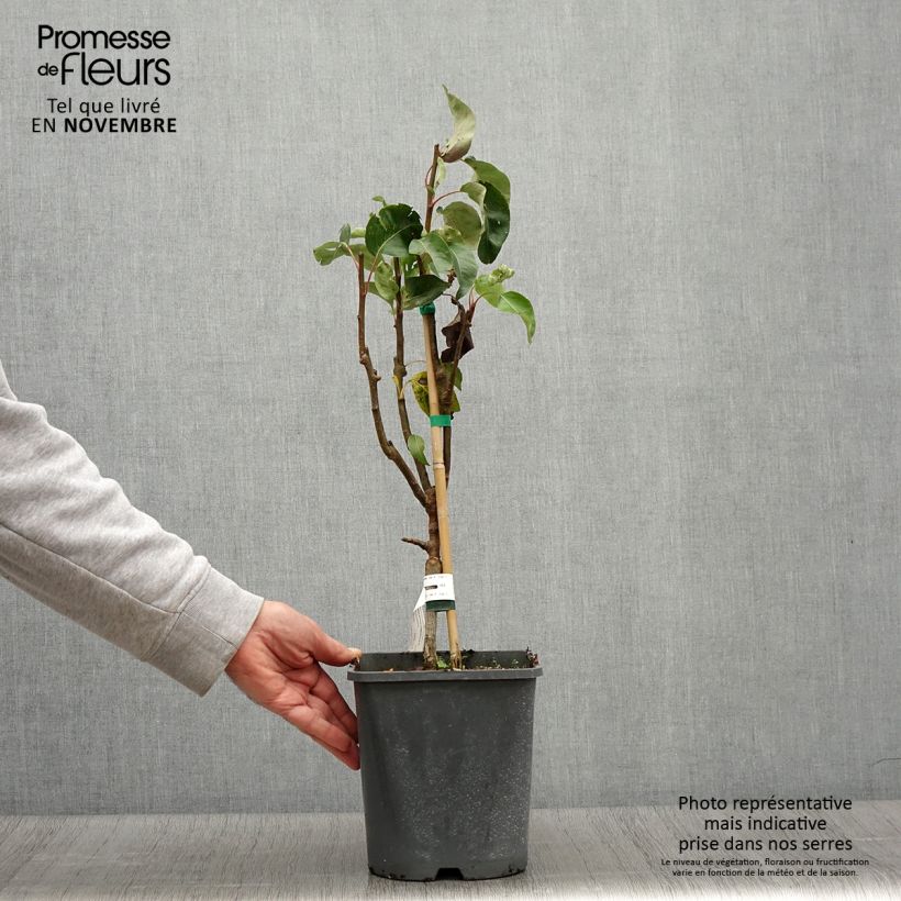 Exemplaar van Dwergperenboom Fruit Me Pear Me Conference Pot van 4 l/5 l, Dwerg zoals geleverd in de herfst