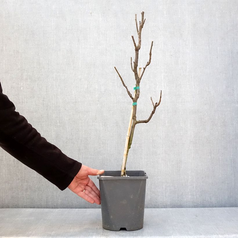 Exemplaar van Poirier nain Fruit Me Pear Me Conférence Pot de 4L/5L, Nain zoals geleverd in de winter