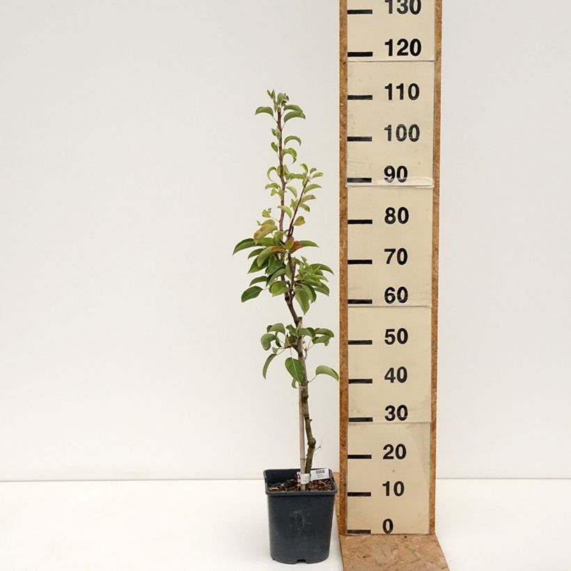 Exemplaar van Dwergperenboom Fruit Me Pear Me Conference Pot van 4 l/5 l, Dwerg zoals geleverd in de zomer