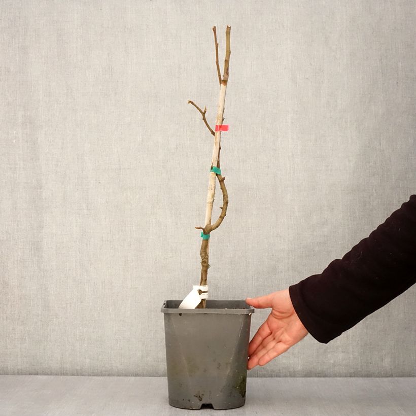 Exemplaar van Dwergperenboom Williams Bon-Chrétien Pot van 4 l/5 l, Dwerg zoals geleverd in de lente