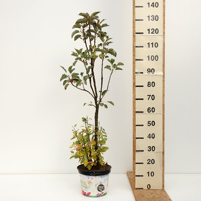Exemplaar van Dwergperenboom Garden Pearl Pot van 6 l/7 l, Kwartstam zoals geleverd in de herfst
