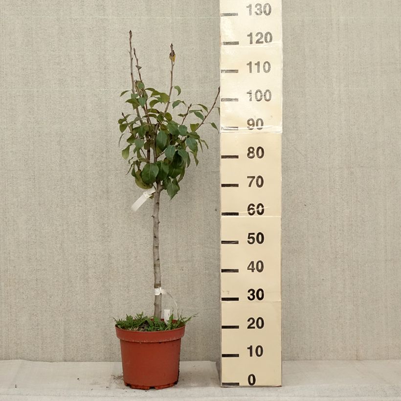 Exemplaar van Perenboom Generaal Leclerc Pot van 7,5 l/10 l, Kelkvormig zoals geleverd in de herfst