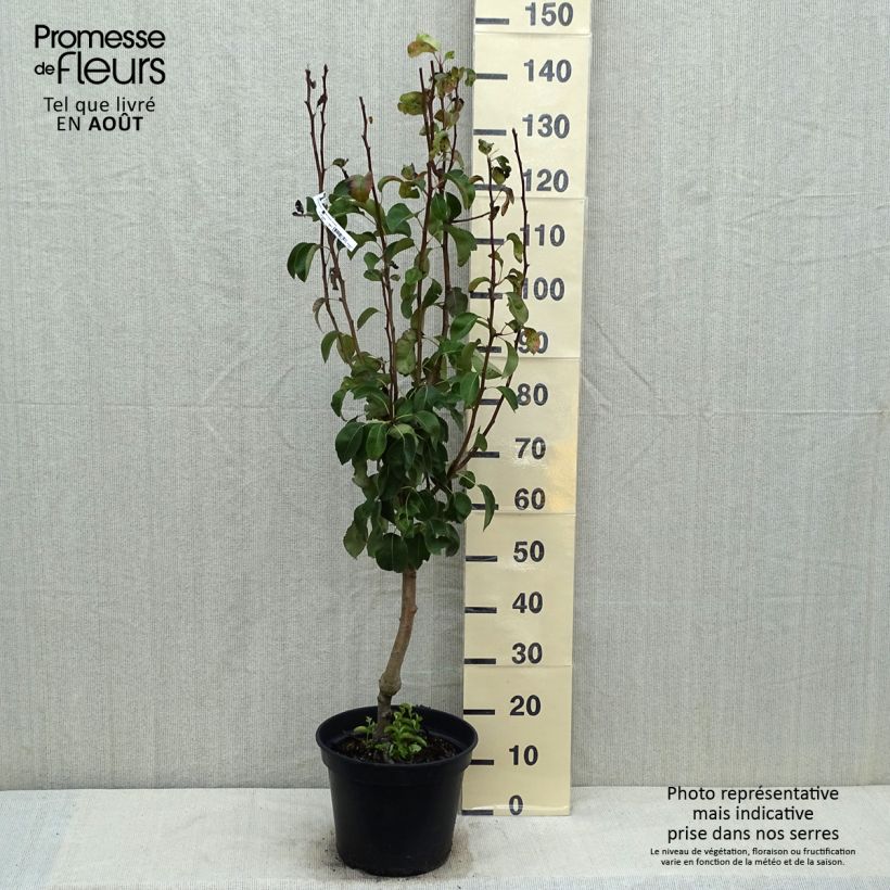 Exemplaar van Perenboom Jeanne d'Arc Pot van 7,5 l/10 l, Kelkvormig zoals geleverd in de zomer