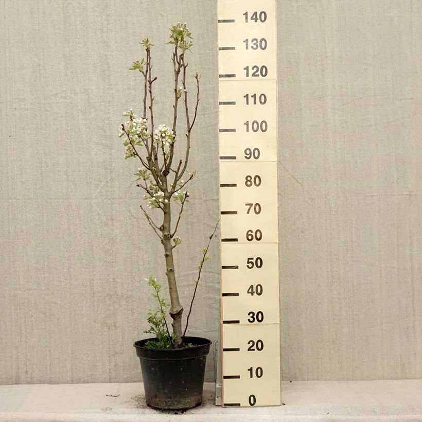 Exemplaar van Perenboom Jeanne d'Arc Pot van 7,5 l/10 l, Kelkvormig zoals geleverd in de lente