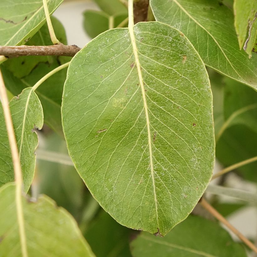 Perenboom Jeanne d'Arc (Blad)