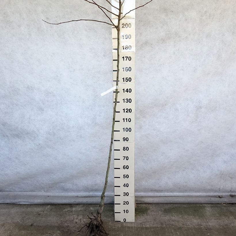 Exemplaar van Stoofperenboom Saint Rémy Naakte wortel, Hoogstam zoals geleverd in de winter