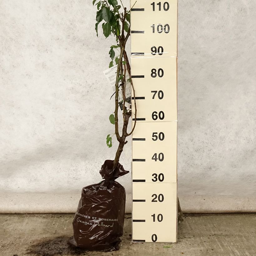 Exemplaar van Perenboom Sucrée de Montluçon Georges Delbard Plantklare kluit, Kelkvormig zoals geleverd in de zomer