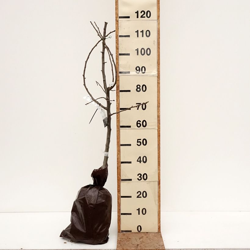 Exemplaar van Perenboom Sucrée de Montluçon Georges Delbard Plantklare kluit, Kelkvormig zoals geleverd in de winter