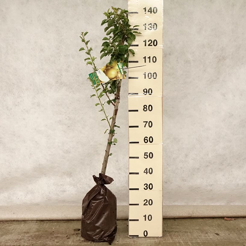 Exemplaar van Perenboom Super Comice Delbard Georges Delbard Plantklare kluit, Kelkvormig zoals geleverd in de zomer