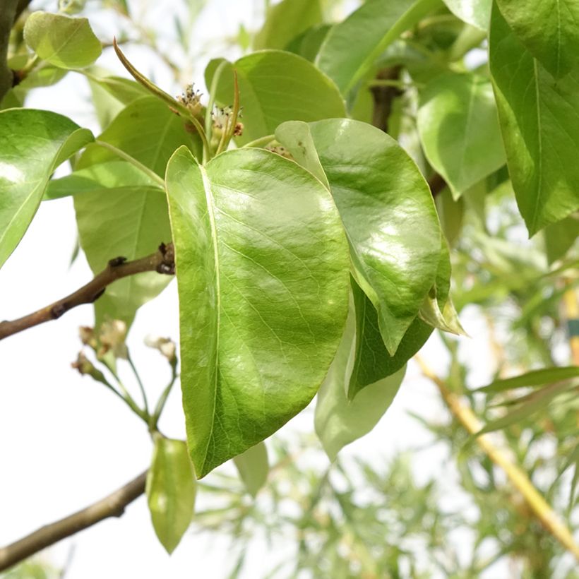 Perenboom Triomphe de Vienne (Blad)