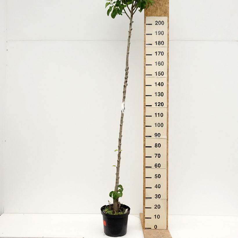 Exemplaar van Perenboom Triomphe de Vienne Pot van 7,5 l/10 l, Hoogstam zoals geleverd in de lente