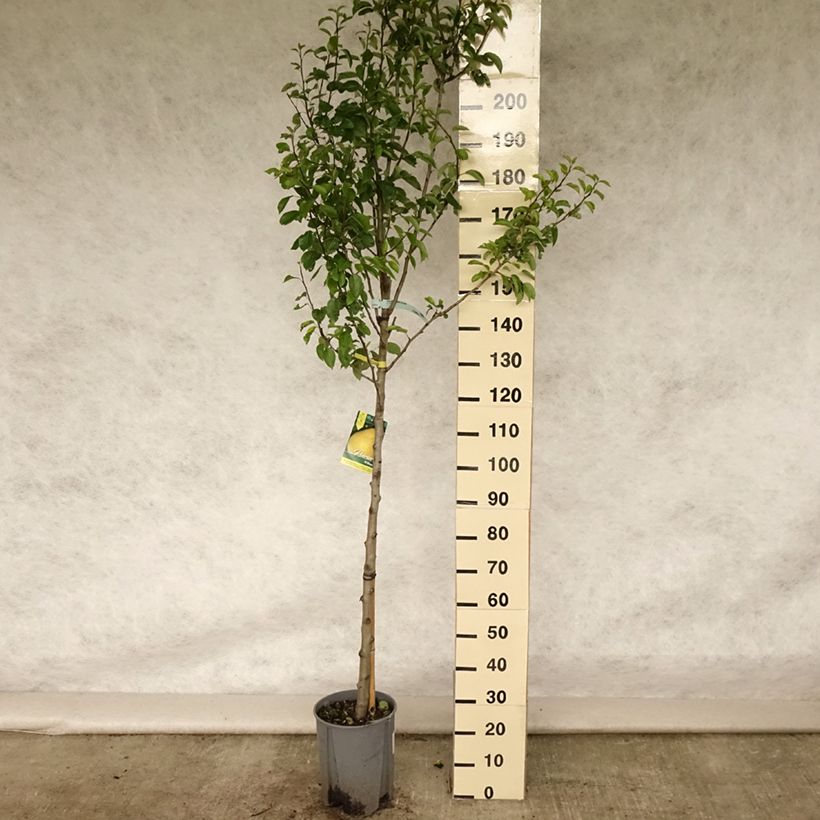 Exemplaar van Perenboom Williams' Bon Chrétien Pot van 7,5 l/10 l, Half-hoge stam zoals geleverd in de zomer