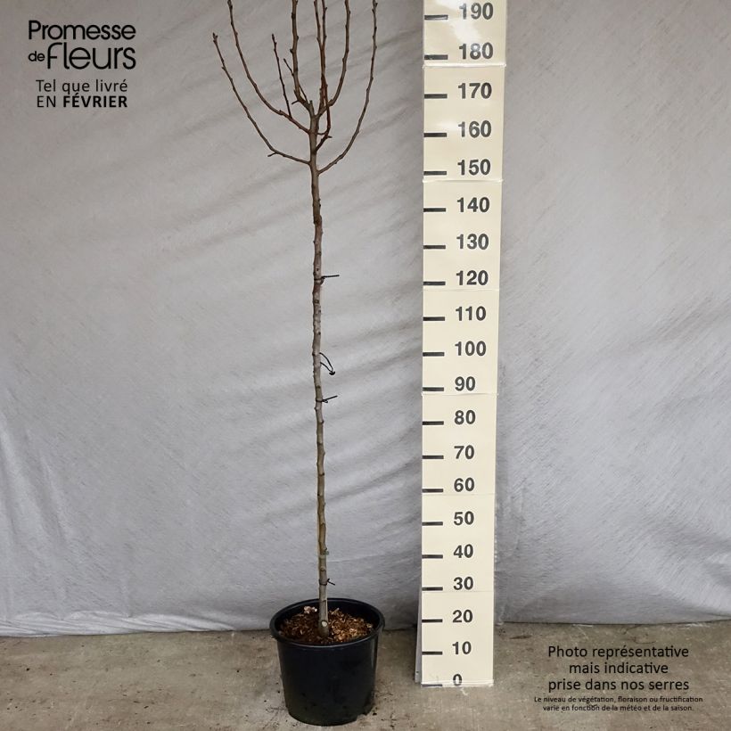 Exemplaar van Perenboom Williams' Bon Chrétien Pot van 7,5 l/10 l, Half-hoge stam zoals geleverd in de winter