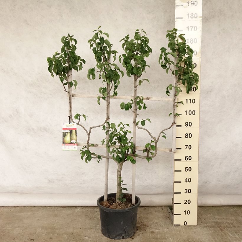 Exemplaar van Perenboom Williams' Bon Chrétien Pot van 20 l/25 l, Dubbel U-palmet zoals geleverd in de zomer