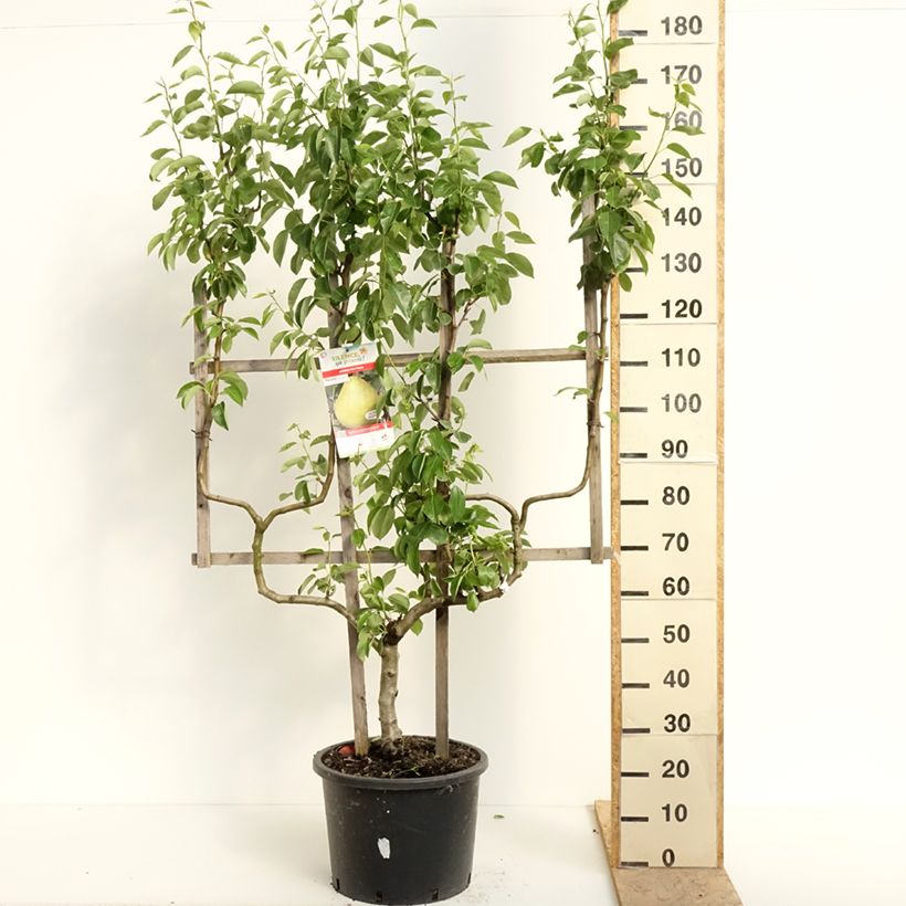 Exemplaar van Perenboom Williams' Bon Chrétien Pot van 20 l/25 l, Dubbel U-palmet zoals geleverd in de lente