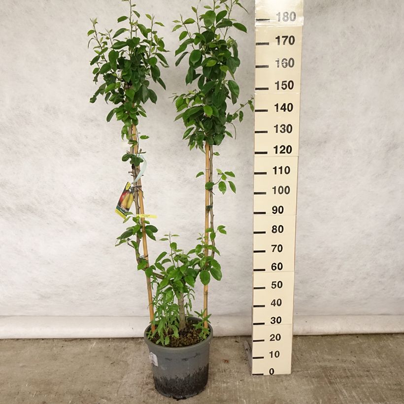 Exemplaar van Perenboom Williams' Bon Chrétien Pot van 12 l/15 l, Enkel U-palmet zoals geleverd in de zomer