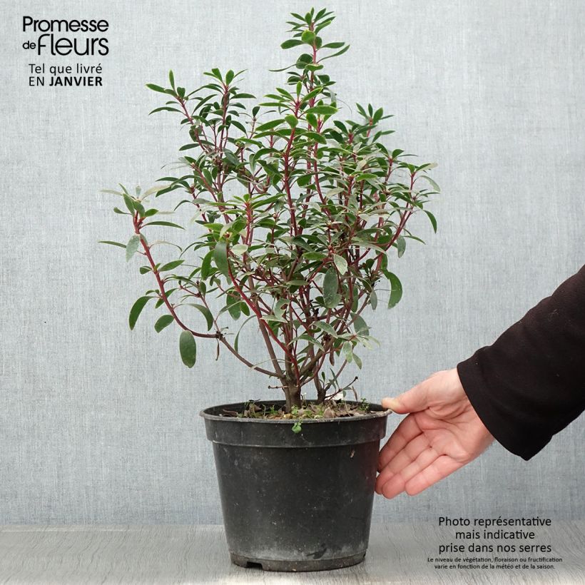 Example of Poivre de Tasmanie - Drimys aromatica Pot van 4 l/5 l as you get in hiver