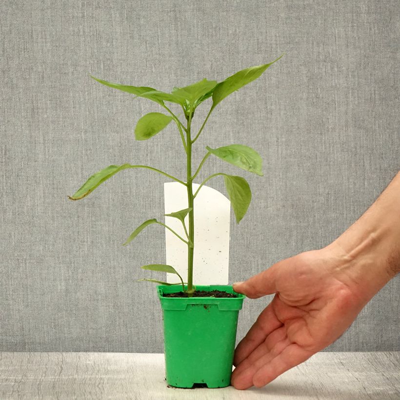 Exemplaar van Paprika Oreny F1 (jonge planten) Pot van 10 cm/11 cm zoals geleverd in de lente