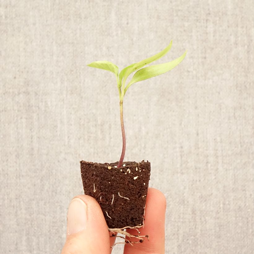 Exemplaar van Snackpaprika Snackor Yellow F1 (jonge planten) Mini-mot Ø 3/4 cm zoals geleverd in de lente