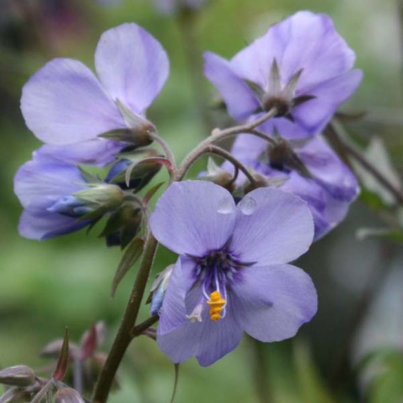 Polemonium Bressingham Purple - Jakobsladder (Flowering)