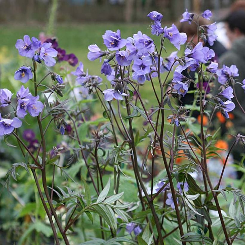 Polemonium Bressingham Purple - Jakobsladder (Plant habit)