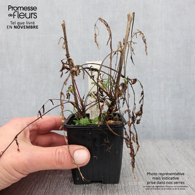 Exemplaar van Polemonium carneum Apricot Delight - Jakobsladder Kweekpotje van 8/9 cm zoals geleverd in de herfst
