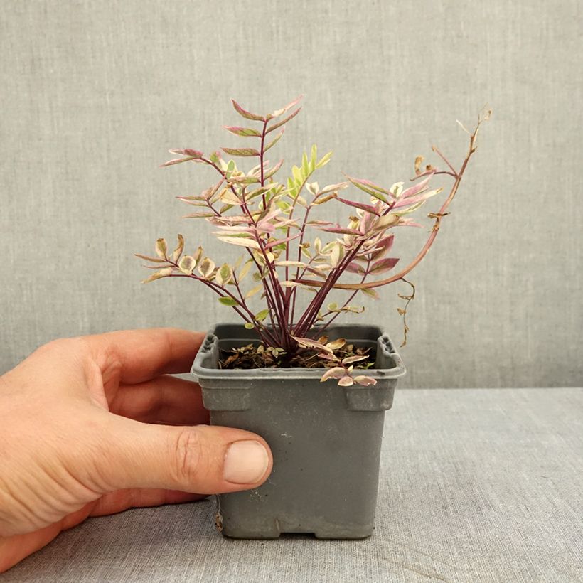 Exemplaar van Polemonium pulcherrimum Golden Feathers - Jakobsladder Kweekpotje van 8/9 cm zoals geleverd in de zomer