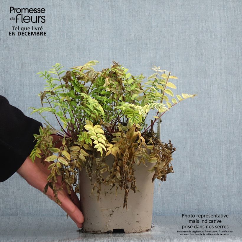 Example of Polemonium pulcherrimum Golden Feathers - Polémoine Pot van 2 l/3 l as you get in hiver
