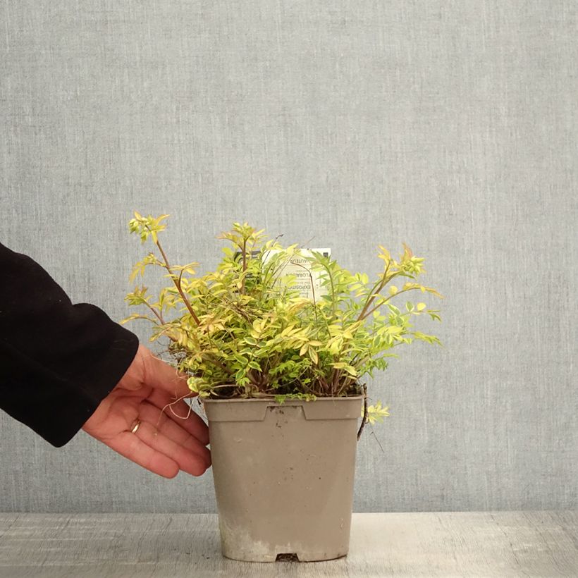 Exemplaar van Polemonium pulcherrimum Golden Feathers - Jakobsladder Pot van 2 l/3 l zoals geleverd in de lente