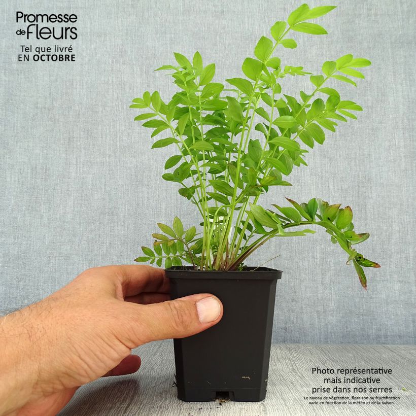 Exemplaar van Polemonium reptans Blue Pearl - Griekse valeriaan Kweekpotje van 8/9 cm zoals geleverd in de herfst