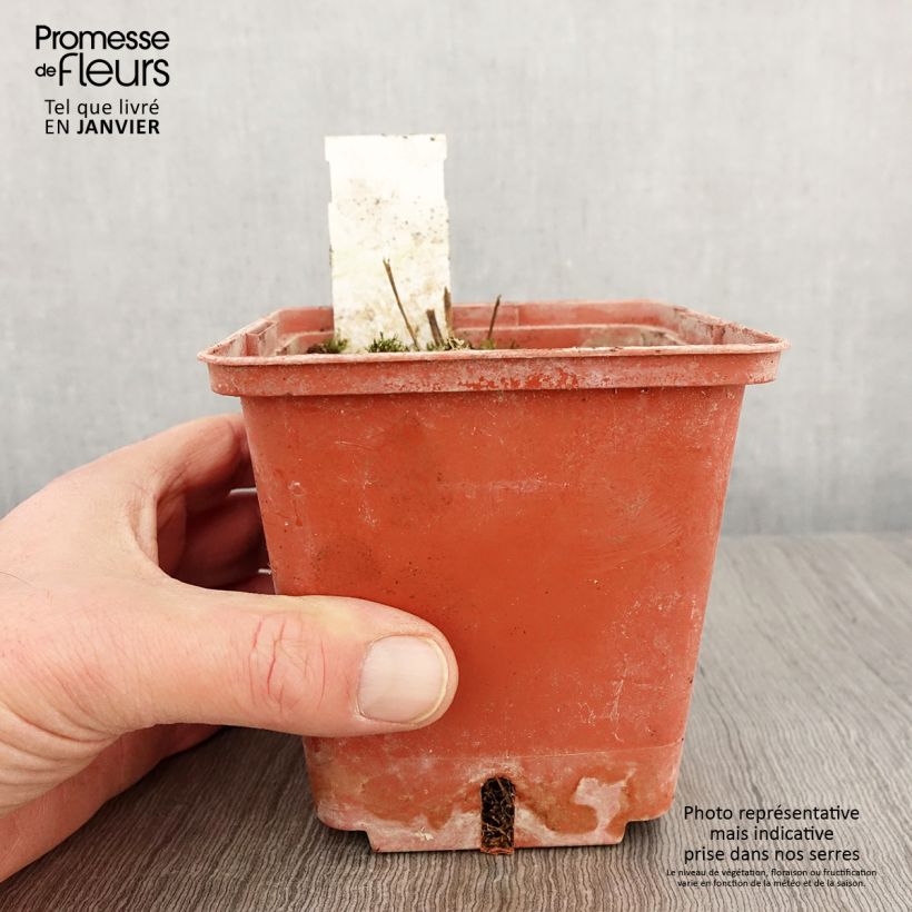 Example of Polemonium Stairway to Heaven - Griekse valeriaan Pot van 1 l/1,5 l as you get in hiver