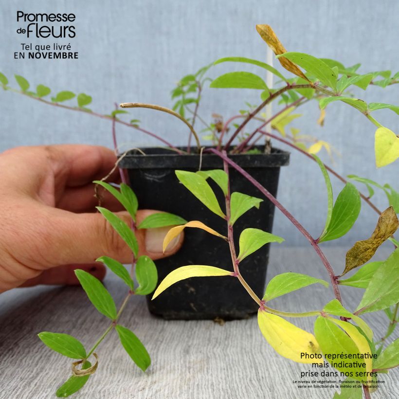 Exemplaar van Polemonium reptans - Griekse valeriaan Kweekpotje van 8/9 cm zoals geleverd in de herfst
