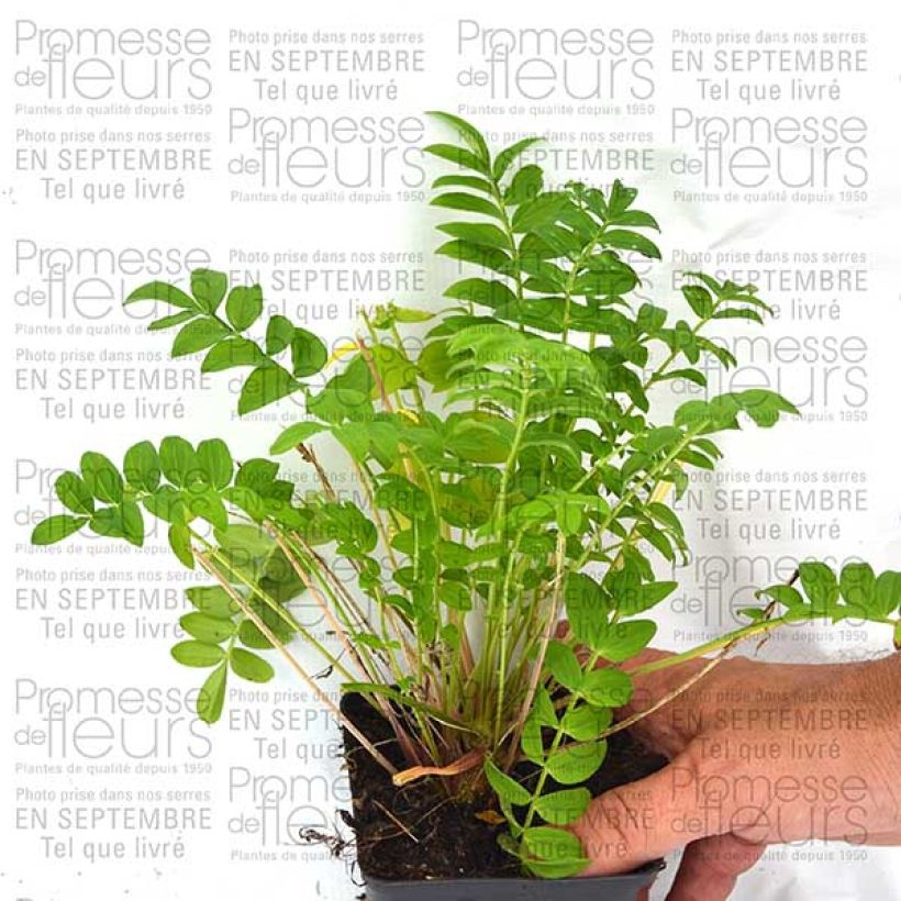 Voorbeeld van een exemplaar van Polemonium Sonias Bluebell - Jakobsladder Kweekpotje van 8/9 cm zoals geleverd