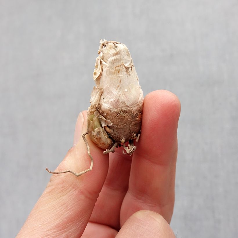 Example of Polianthes tuberosa Pink Sapphire - Tubéreuse   Bol Kaliber/Größe 10+ as you get in printemps