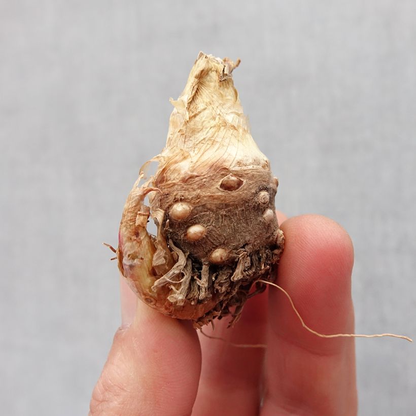 Example of Polianthes tuberosa Sensation - Tubéreuse   Bol Kaliber/Größe 10+ as you get in printemps