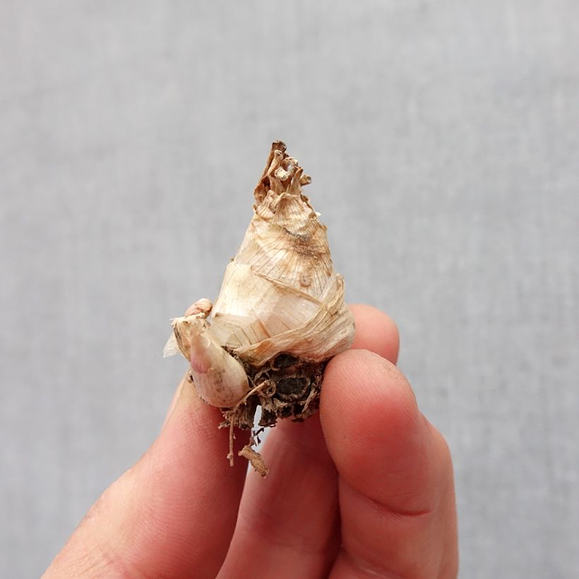 Example of Polianthes tuberosa Super Gold - Tubéreuse   Bol Kaliber/Größe 10+ as you get in printemps