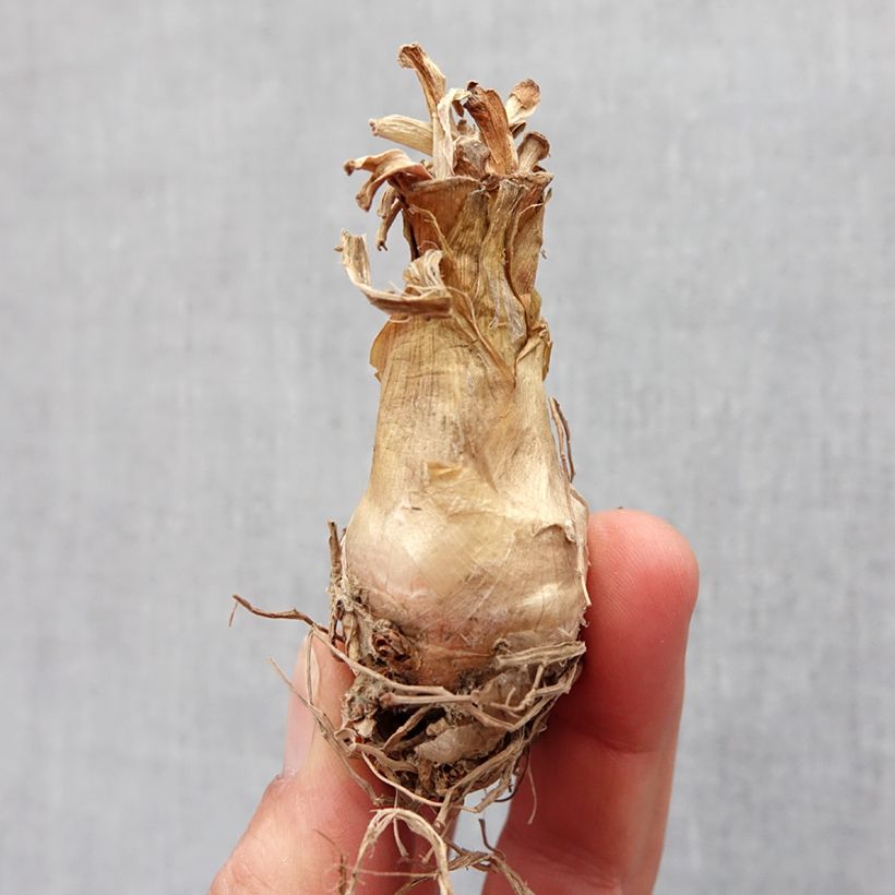 Example of Polianthes tuberosa The Pearl - Tubéreuse Blanche Double La perle Bol size 12+ as you get in printemps