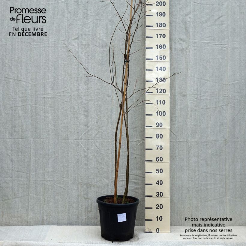 Example of Poliothyrsis sinensis - Arbre aux fleurs de perles Pot van 20 l/25 l as you get in hiver