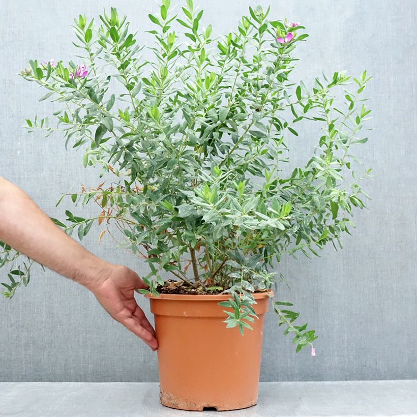 Exemplaar van Polygala myrtifolia - Vleugeltjesbloem Pot van 7,5 l/10 l zoals geleverd in de zomer