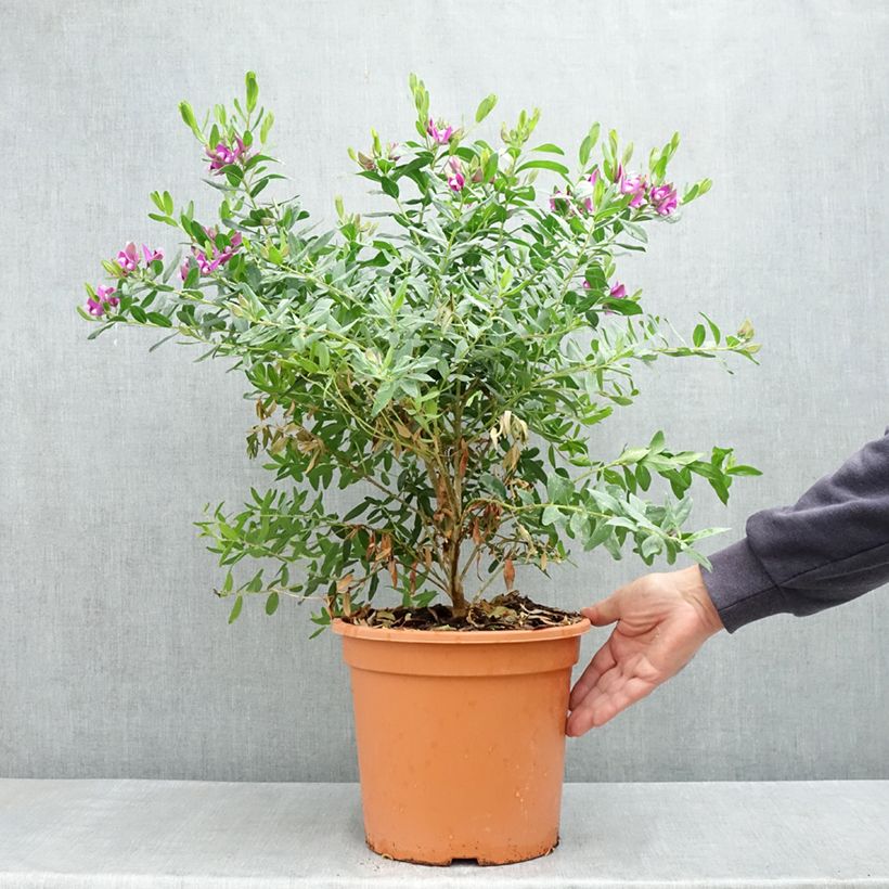 Example of Polygala myrtifolia - Polygale à feuilles de myrte Pot van 7,5 l/10 l as you get in printemps