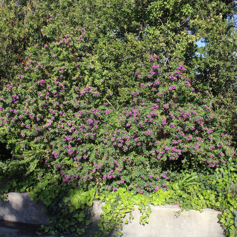 Polygala myrtifolia - Vleugeltjesbloem (Groeiplaats)