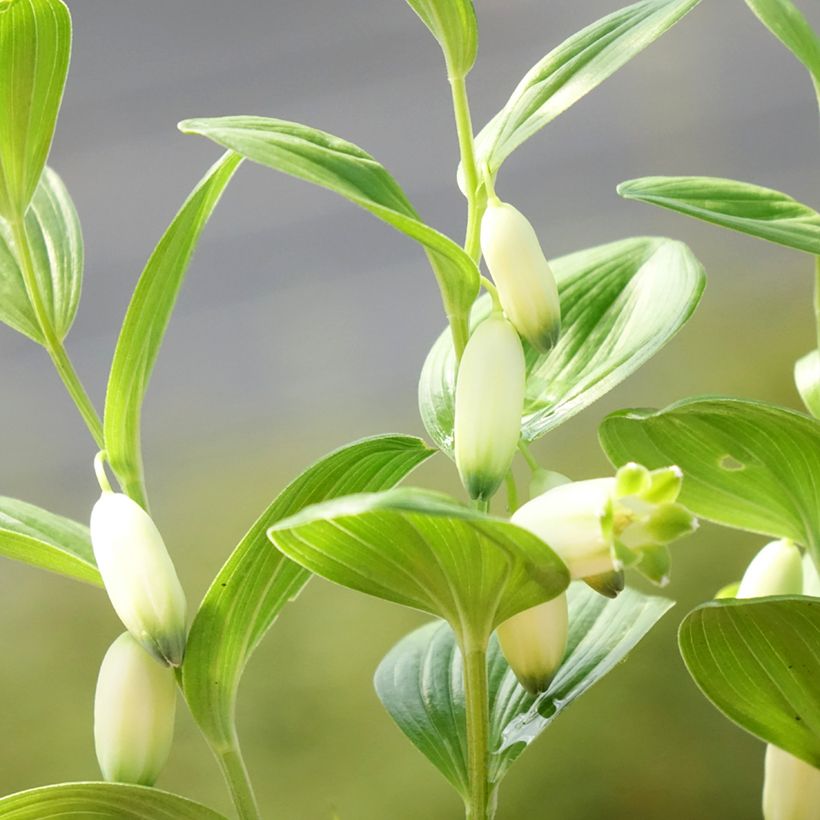 Polygonatum humile - Salomonszegel (Bloei)
