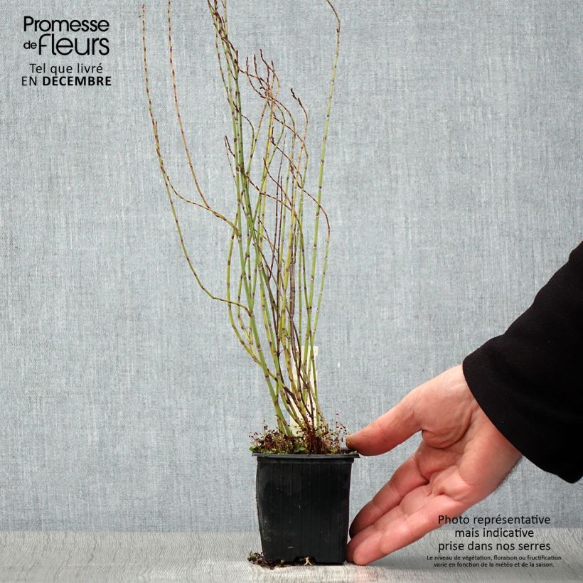 Exemplaar van Polygonum scoparium - Duizendknoop Kweekpotje van 8/9 cm zoals geleverd in de herfst